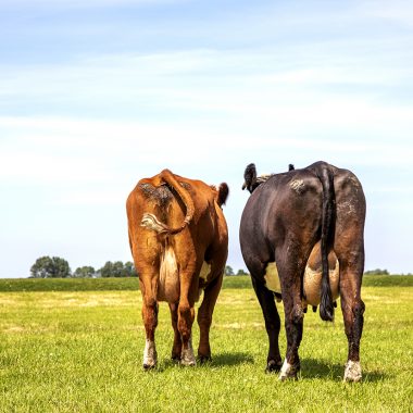 cow backsides