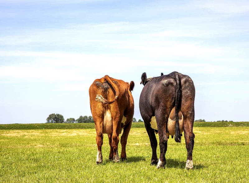 cow backsides